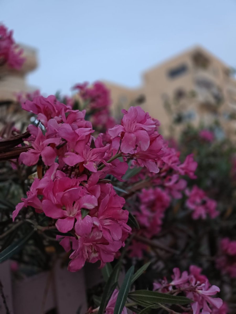 #الظفلة
من الأشجار سهلة العناية جميلة جدا كثيفة الازهار
الا أنها نبات سام عند اكل أجزائها 
تصلح لتشجير الشوارع والحدائق العامة والخاصة 
#بذرة
تزرع بالبذور والعقل