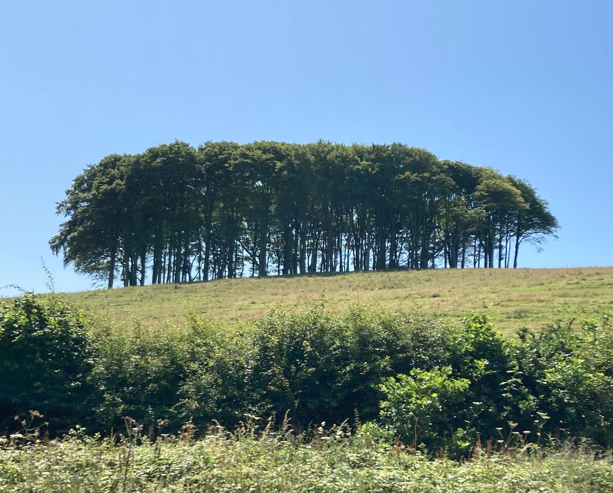 chriscraigCCC's tweet image. Best copse of trees ever as they can only mean one thing …… If you know, you know