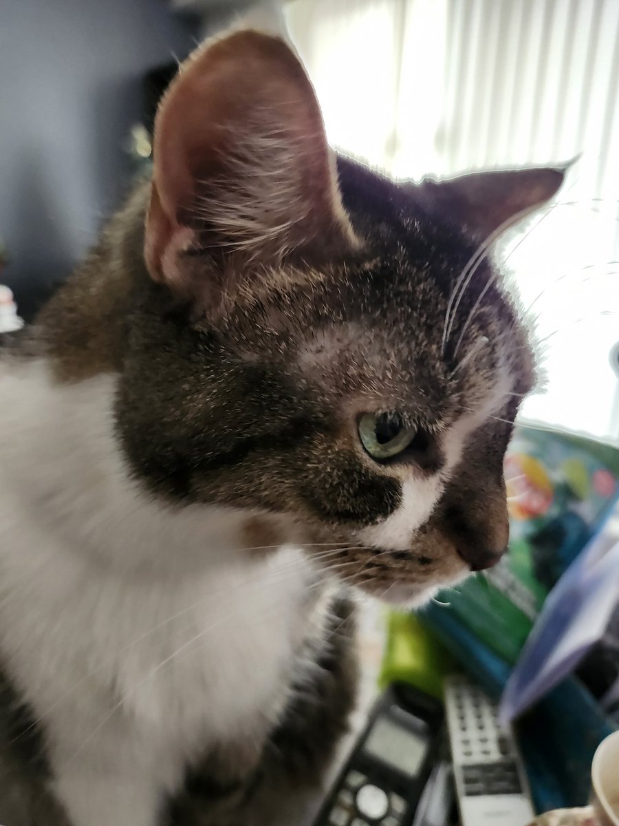 MIMI THE TABBY😺 (@creative54) on Twitter photo Happy #Purrsday Thursday Pals! Hope your day is 😻 furbulous! #CatsofTwittter <a href="/2PlymouthCats/">Oliver & Wellie (Bertie Wooster💙🌈Chloé🧡🌈)</a> <a href="/blossumupdate/">blossum</a> <a href="/catsrule0/">Marie Choo Choo, married to Chalky</a> <a href="/catthesam/">Sam the Cat</a> <a href="/FartyCheddarCat/">Cheddar</a> <a href="/Fuxinchen/">Moudi</a> <a href="/OdieOrville/">THE Odie Bob Orville 😺</a> <a href="/SilbyGrayCat/">Silby GrayCat</a> <a href="/SqueakynB/">SqueakynBB</a> <a href="/REDSJEWELS1/">RED'S JEWELS</a> <a href="/TheHardyBoyCats/">Frank And Joe 🌻</a> <a href="/tiggy_deni35304/">Tiggy & Denise(Mum)</a> <a href="/TomKattman/">Tom Kattman</a> <a href="/Andrea56822453/">🌸🐈Skippy🐈Kevy🐈Badger🐈Sunny🐈Basil🌸</a> Happy #Purrsday Thursday Pals! Hope your day is 😻 furbulous! #CatsofTwittter <a href="/2PlymouthCats/">Oliver & Wellie (Bertie Wooster💙🌈Chloé🧡🌈)</a> <a href="/blossumupdate/">blossum</a> <a href="/catsrule0/">Marie Choo Choo, married to Chalky</a> <a href="/catthesam/">Sam the Cat</a> <a href="/FartyCheddarCat/">Cheddar</a> <a href="/Fuxinchen/">Moudi</a> <a href="/OdieOrville/">THE Odie Bob Orville 😺</a> <a href="/SilbyGrayCat/">Silby GrayCat</a> <a href="/SqueakynB/">SqueakynBB</a> <a href="/REDSJEWELS1/">RED'S JEWELS</a> <a href="/TheHardyBoyCats/">Frank And Joe 🌻</a> <a href="/tiggy_deni35304/">Tiggy & Denise(Mum)</a> <a href="/TomKattman/">Tom Kattman</a> <a href="/Andrea56822453/">🌸🐈Skippy🐈Kevy🐈Badger🐈Sunny🐈Basil🌸</a>