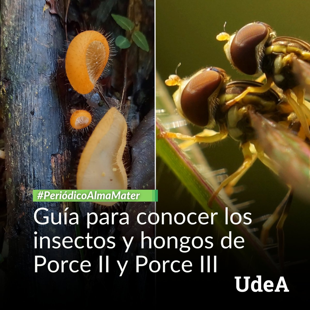 Universidad de Antioquia (@udea) on Twitter photo 📍 Investigadores de la #UdeA en convenio con <a href="/EPMestamosahi/">EPM estamos ahí</a> elaboraron «La Guía de insectos y hongos. Centrales hidroeléctrica Porce II y Porce III» (2024), cartilla que recoge 47 grupos de insectos y 40 hongos en áreas de protección de los embalses Porce II y Porce III, en el 📍 Investigadores de la #UdeA en convenio con <a href="/EPMestamosahi/">EPM estamos ahí</a> elaboraron «La Guía de insectos y hongos. Centrales hidroeléctrica Porce II y Porce III» (2024), cartilla que recoge 47 grupos de insectos y 40 hongos en áreas de protección de los embalses Porce II y Porce III, en el