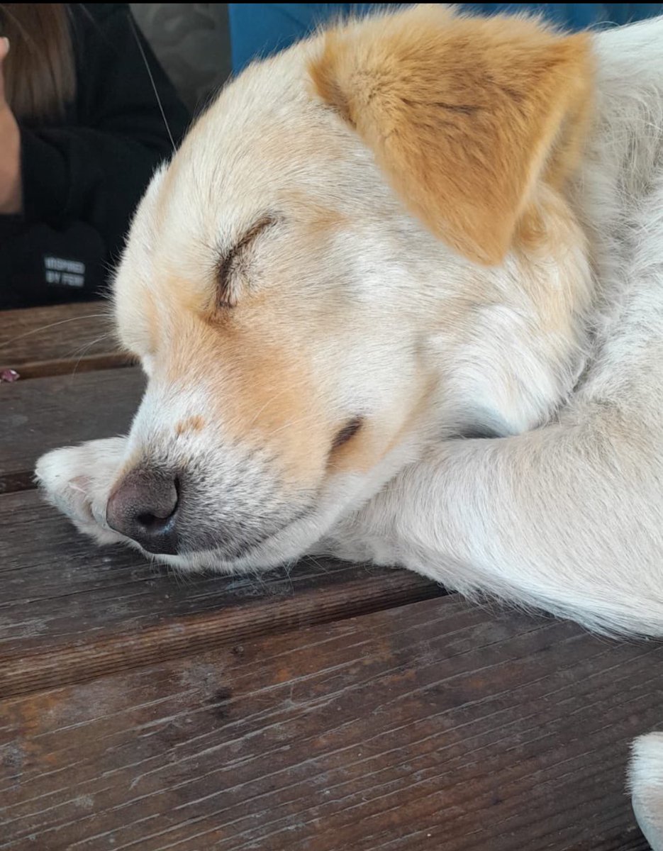 Badiko (@badiko_) on Twitter photo Burdur Gölhisar'da başına gelebilecek bütün kötülüklerden bihaber uyuyor, bu güzel uykusunda uyanıp gerçeklerle tanışmadan onu korumaya alabilecek var mı? Çok acil, iletişim : <a href="/Fipsaskin/">Hatay Sokak Canları</a> ve ben Burdur Gölhisar'da başına gelebilecek bütün kötülüklerden bihaber uyuyor, bu güzel uykusunda uyanıp gerçeklerle tanışmadan onu korumaya alabilecek var mı? Çok acil, iletişim : <a href="/Fipsaskin/">Hatay Sokak Canları</a> ve ben