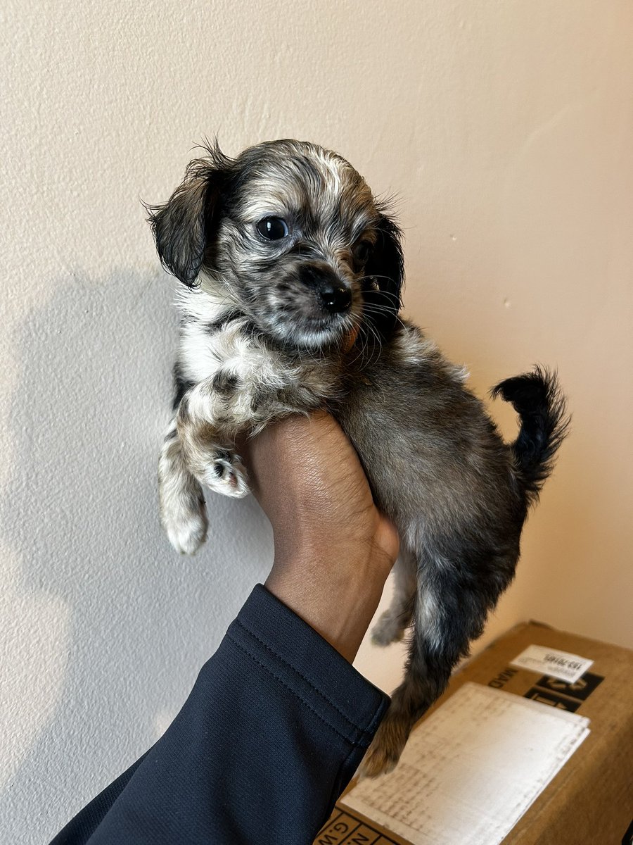 NiiHendrix's tweet photo. Ready for pick up June 6th.💕💕 https://t.co/NgpONMCuSp