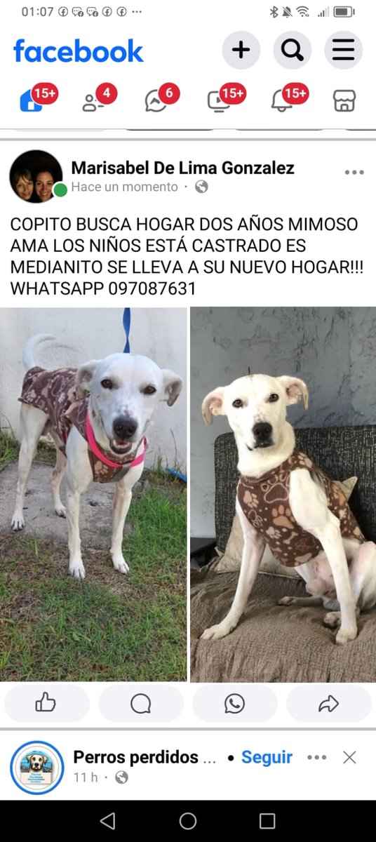 Amoroso 😍 busca formar parte de una familia.