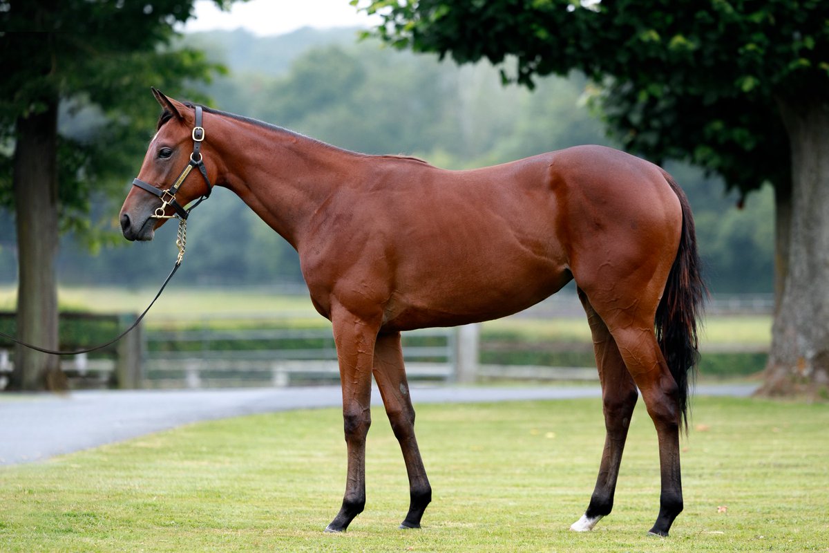 🇮🇪 What does a €1,700,000 2YO look like: 

DIAMOND NECKLACE (St Mark's Basilica x Prudenzia) sold at the Arqana Deauville Sales has been entered to debut at Leopardstown on Thursday over 7f for Aidan O'Brien.

She's got a pedigree to die for, let's see if she can run fast! 🔥
