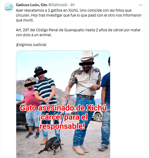 YoAmoaLaCiencia's tweet photo. Actualización: Se confirma la muerte de un gato en caso de crueldad en Guanajuato

Uno de los gatos amarrados con pirotecnia durante un rodeo en el municipio de Xichú, sí fue asesinado de forma bruta.

El Código Penal del Estado de Guanajuato, establece penas de seis meses a cinco años de prisión y multas de hasta 500 UMAs para quien cause daño, tortura o muerte a un animal. 

Si el acto ocurre con crueldad, como en este caso que fue en público e involucró menores de edad, las sanciones deben agravarse.

Hasta el momento no hay detenidos.

Dos gatos fueron rescatados con vida, ambos desnutridos y deshidratados y uno con quemaduras.  

El presidente municipal de Xichú, Francisco Orozco Martínez, no solo ha evadido dar la cara.

Sino que eliminó sus cuentas en redes sociales y las páginas oficiales del municipio no han informado absolutamente nada sobre este crimen.

Gobernadora Libia García Muñoz Ledo, el caso en Xichú ha escalado: un gato murió de forma cruel. 

Reconocemos el inicio de la investigación, pero la ciudadanía espera acciones más decididas que no permitan de ninguna manera la impunidad.
