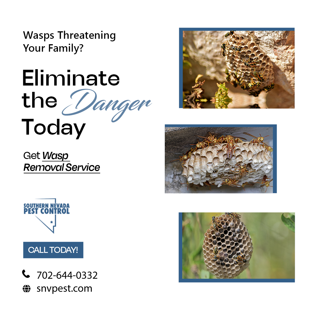 SNVPest's tweet image. 🐝Wasps making your yard dangerous? These aggressive pests can sting multiple times. Our Wasp Control eliminates these threats so you can enjoy your yard safely.

Reclaim your outdoor space! Contact us now:
📞 702-644-0332
🌐 snvpest.com

#WaspControl #PestControl