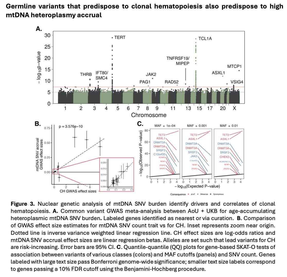 joe_pickrell's tweet image. Interesting GWAS on accumulation of aging-related mitochondrial mutations biorxiv.org/content/10.110…