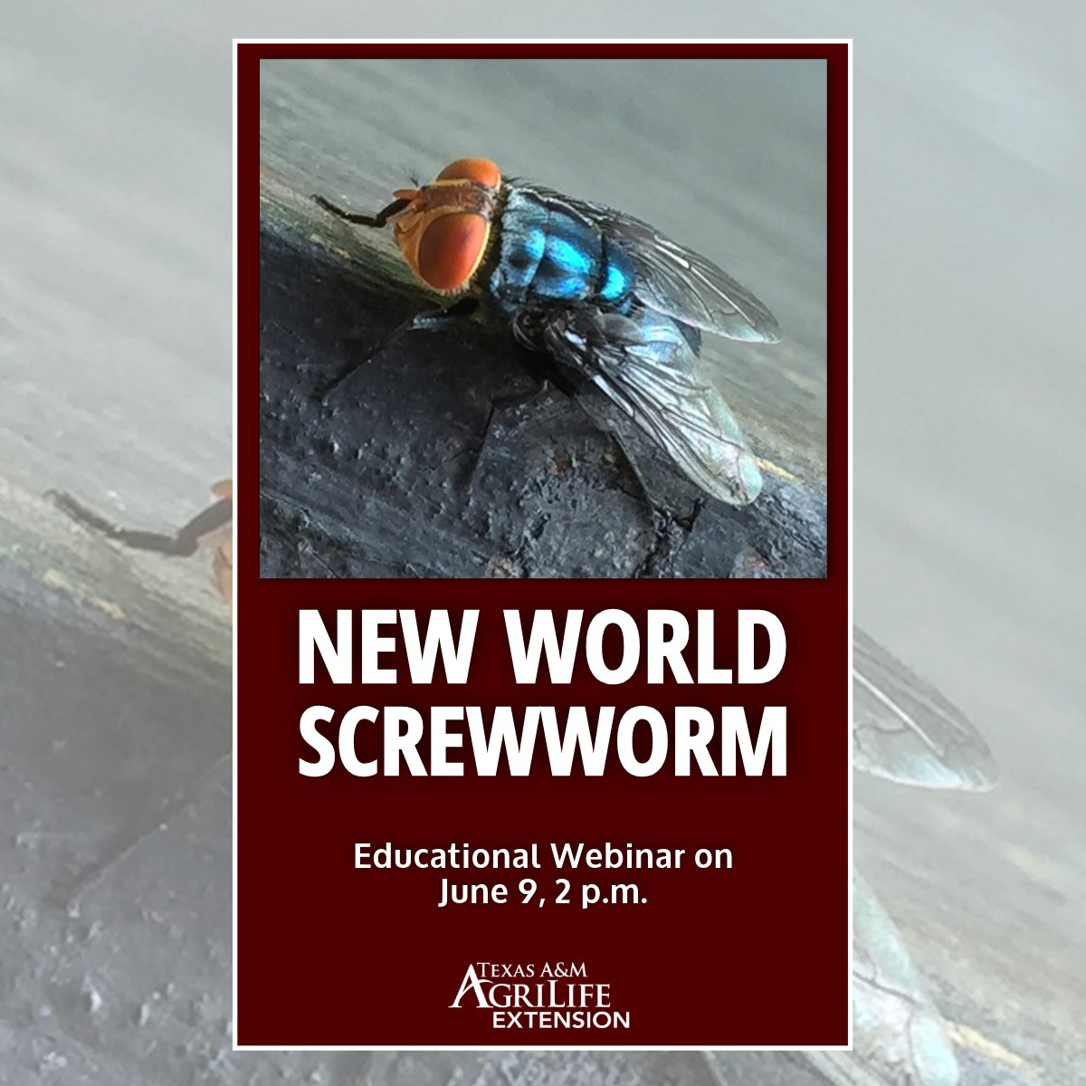 Texas A&M AgriLife Extension Service (@txextension) on Twitter photo Join AgriLife Extension for a free webinar on the New World screwworm! Experts will cover its biology, prevention, treatment, public health concerns & more. Insights from experts in <a href="/tamuentomology/">Texas A&M Entomology</a>, <a href="/tvmdl/">TVMDL</a> and <a href="/TAHC/">Texas Animal Health Commission</a>. Register: tx.ag/NWSEvent Join AgriLife Extension for a free webinar on the New World screwworm! Experts will cover its biology, prevention, treatment, public health concerns & more. Insights from experts in <a href="/tamuentomology/">Texas A&M Entomology</a>, <a href="/tvmdl/">TVMDL</a> and <a href="/TAHC/">Texas Animal Health Commission</a>. Register: tx.ag/NWSEvent