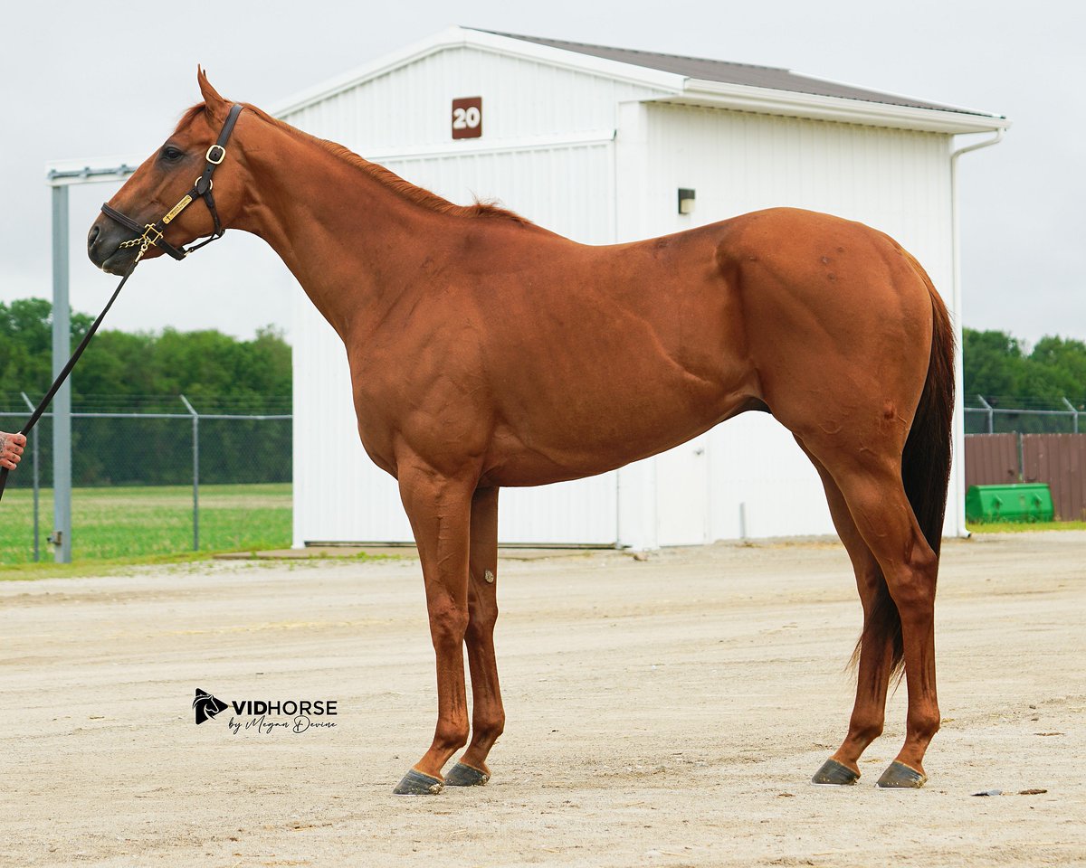 Fasig-Tipton (@fasigtiptonco) on Twitter photo 🚨 #FasigDigital Update: ZANDVOORT won Race 2 at <a href="/HSIndyRacing/">Horseshoe Indianapolis Race Course</a> by 7 lengths today!
Zandvoort (hip 52) is offered as a horse of racing age by Steve Asmussen, agt, in the June Digital Sale. View offering ➡️ fasigtipton.co/3HhGOvT 🚨 #FasigDigital Update: ZANDVOORT won Race 2 at <a href="/HSIndyRacing/">Horseshoe Indianapolis Race Course</a> by 7 lengths today!
Zandvoort (hip 52) is offered as a horse of racing age by Steve Asmussen, agt, in the June Digital Sale. View offering ➡️ fasigtipton.co/3HhGOvT