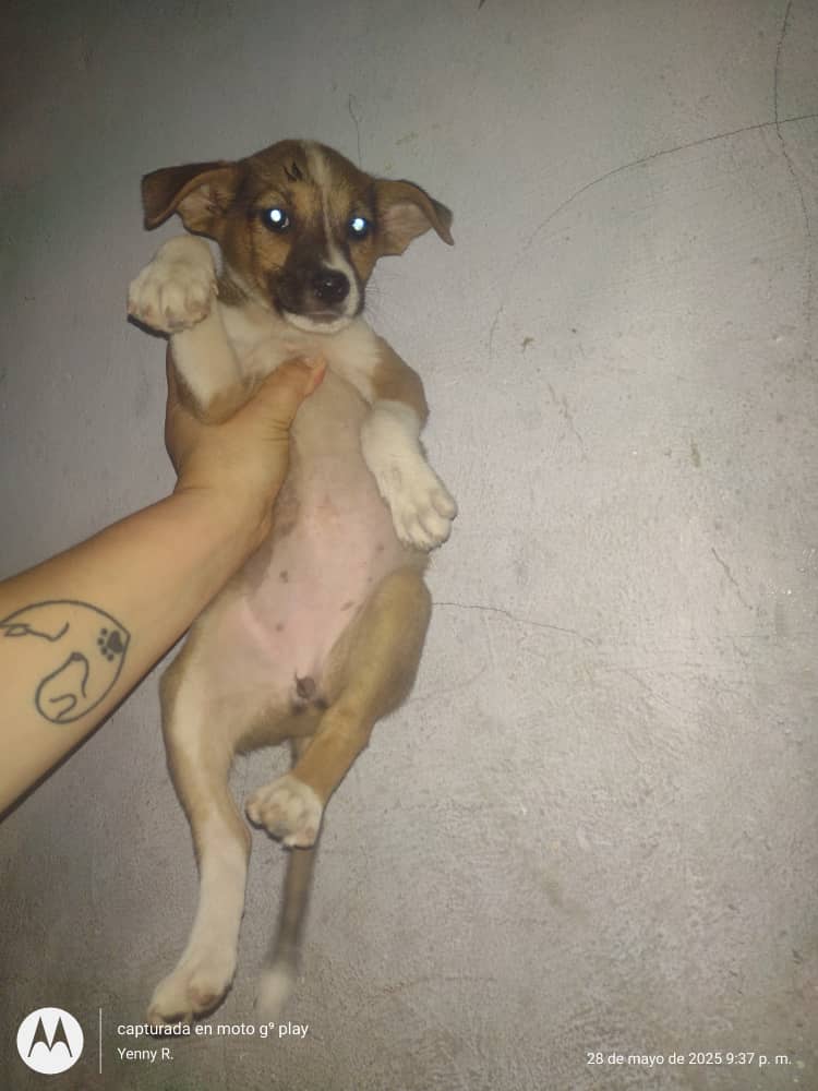 Una princesa y dos galanes de 2 meses de edad viven en las calles y esperan que esta ventanita les conceda el milagro de encontrar familias responsables y amorosas donde puedan crecer sanos, protegidos y felices
En Caracas 
Info 0412-9564521
#casosdeterceros