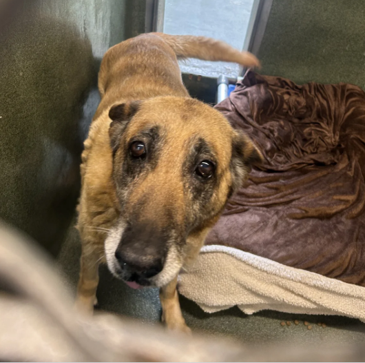 mapleveewesem's tweet photo. 💔🆘💔 12 yo 77 lb #GermanShepard ZENA has been at Downey #California ACC since 5-12 when her owner became too ill to care for her. Now she is on the euth list.😱 She moves a bit slow, has some masses to look at, but is so gentle &amp; loving. Perfect senior to foster. ⬇️ #A5698996 https://t.co/t2lBxi53AL