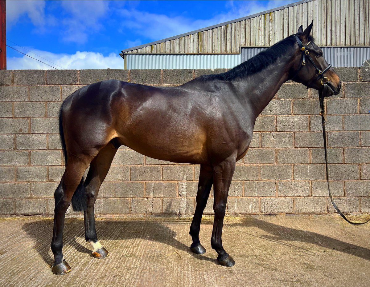 Eccleswall Court Pre Training (@eccleswallcourt) on Twitter photo We said farewell to Maximus OXO yesterday who has joined <a href="/PRobsonRacing/">Paul Robson Racing</a>.
Max was purchased <a href="/Tattersalls_ie/">Tattersalls Ireland</a> and won his only start <a href="/LarkhillRacing/">Larkhill Racing</a> very impressively, we look forward to seeing his progress. We said farewell to Maximus OXO yesterday who has joined <a href="/PRobsonRacing/">Paul Robson Racing</a>.
Max was purchased <a href="/Tattersalls_ie/">Tattersalls Ireland</a> and won his only start <a href="/LarkhillRacing/">Larkhill Racing</a> very impressively, we look forward to seeing his progress.