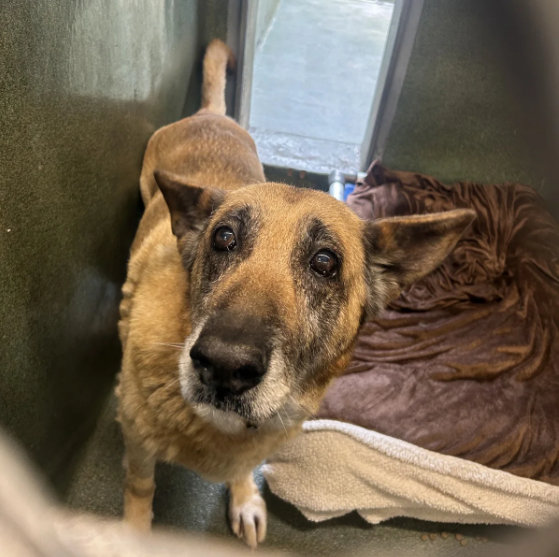 mapleveewesem's tweet photo. 💔🆘💔 12 yo 77 lb #GermanShepard ZENA has been at Downey #California ACC since 5-12 when her owner became too ill to care for her. Now she is on the euth list.😱 She moves a bit slow, has some masses to look at, but is so gentle &amp; loving. Perfect senior to foster. ⬇️ #A5698996 https://t.co/t2lBxi53AL