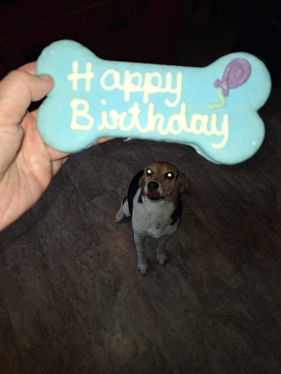 lolabeagle5's tweet image. It's my birthday!!! I am 10 years old😊 Ruby got some of my birthday treat 🙄
#dogsofx #dogsoftwitter #dogbirthday #beagles #potcakes