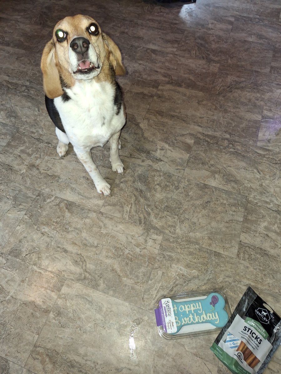 lolabeagle5's tweet image. It's my birthday!!! I am 10 years old😊 Ruby got some of my birthday treat 🙄
#dogsofx #dogsoftwitter #dogbirthday #beagles #potcakes