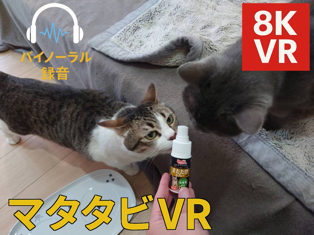 onkatsu11's tweet photo. 本日、新作投稿しました!
マタタビ効果でバイオレンスになるネコ達😤
本編動画
https://t.co/WHsQtqIfjb
ショート動画
https://t.co/7IKVHTu5Q1
🎧✨
スマホでも視聴OK!2160s50推奨!
#猫VR #CatVR #8KVR #VR180 #またたび https://t.co/ltGL5cDFZ0