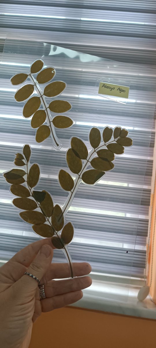 seher_59's tweet photo. Çorlu Emlak Konut Ergene Vadisi İlkokulu Agro Kütüphane çalışmanız 
Okul bahçesindeki ağaçları tanımak amacıyla hazırladığımız calisma okul kütüphanesinde yer aldı.
@CorluMem 
@EmlakErgene 
@eyup5967 https://t.co/iePHjcpqCr