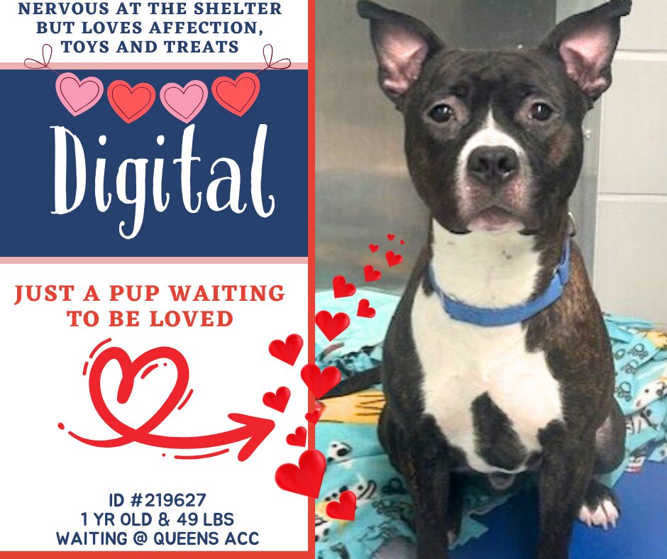 Brought to ACC as a stray, 1-yo Digital was described as frightened and “uncomfortable with touch in certain areas,” possibly due to a history of abuse.

Though he was otherwise healthy, ACC exterminated puppy Digital after 12 days.