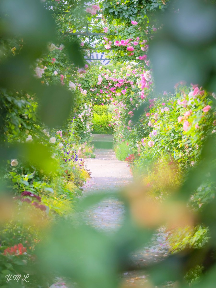 『ひみつの花園🌹』

#港が見える丘公園
#ローズウィーク
#ガーデンネックレス横浜2025
#LUMIXs5
#ファインダー越しの私の世界
#カメラ好きな人と繫がりたい 
#写真好きな人と繋がりたい
#TLを花でいっぱいにしよう