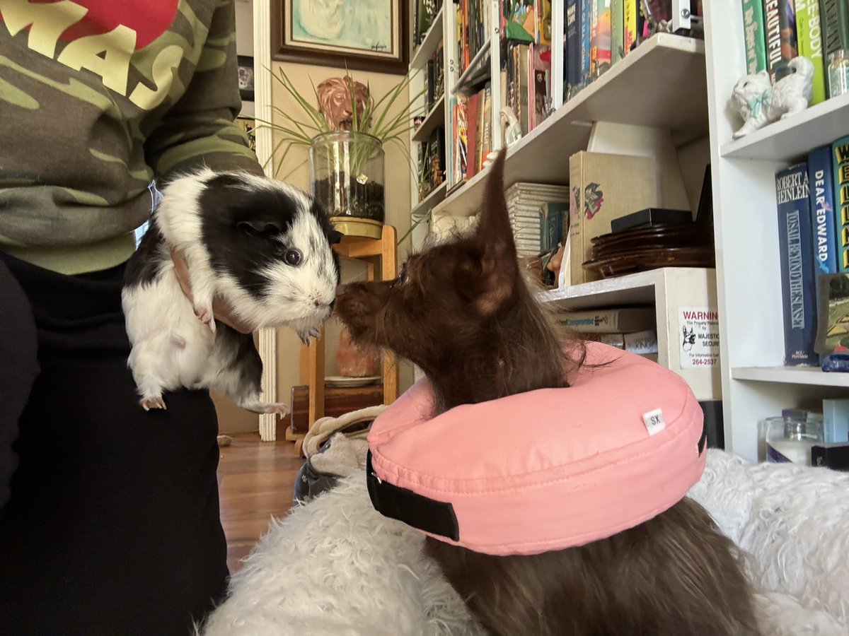 WeRateDogs (@dog_rates) on Twitter photo This is Brownie. She was found as a stray not putting any weight on her back leg. X-rays confirmed she had a dislocated hip and needed surgery to fix it. Thanks to your recent support of our "tell your dog i said hi" merch, <a href="/15outof10/">15/10 Foundation</a> was able to cover her $4,000 care. Brownie This is Brownie. She was found as a stray not putting any weight on her back leg. X-rays confirmed she had a dislocated hip and needed surgery to fix it. Thanks to your recent support of our "tell your dog i said hi" merch, <a href="/15outof10/">15/10 Foundation</a> was able to cover her $4,000 care. Brownie