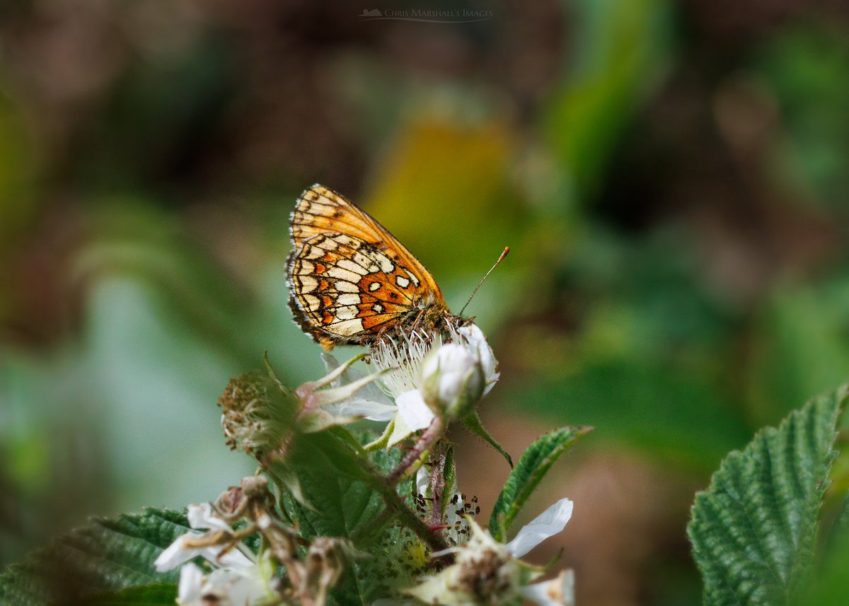 twogiantscoops's tweet photo. Heath Fritillary, Luckett, Cornwall.
There were many mating pairs last Sunday but the highlight was an aberration which kept returning to the same bramble blossom. https://t.co/C7c27M0Z04