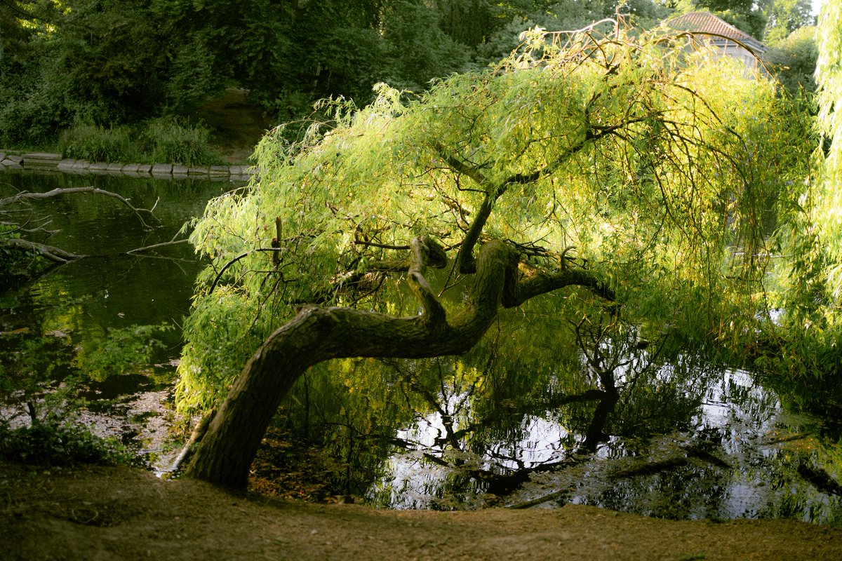 the tree was taking a sip of water from the lake