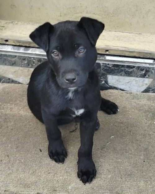 eltuitdemarsh's tweet photo. Bello cachorrito en adopción responsable. Para mayor información o si  deseas adoptarlo, comunícate al +56987065087. Favor RT!
#Penco https://t.co/jRZgzdVXKx