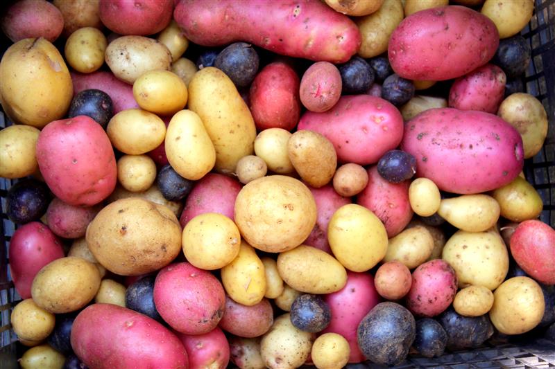 UNDP's tweet photo. DYK there are over 5,000 improved varieties of potatoes?

About 2/3 of the world's population consumes potatoes as its staple food. Global production has increased by 10%, generating employment and income.

On #InternationalDayOfPotato, which one is your favorite potato dish? https://t.co/WaYWJteaOp