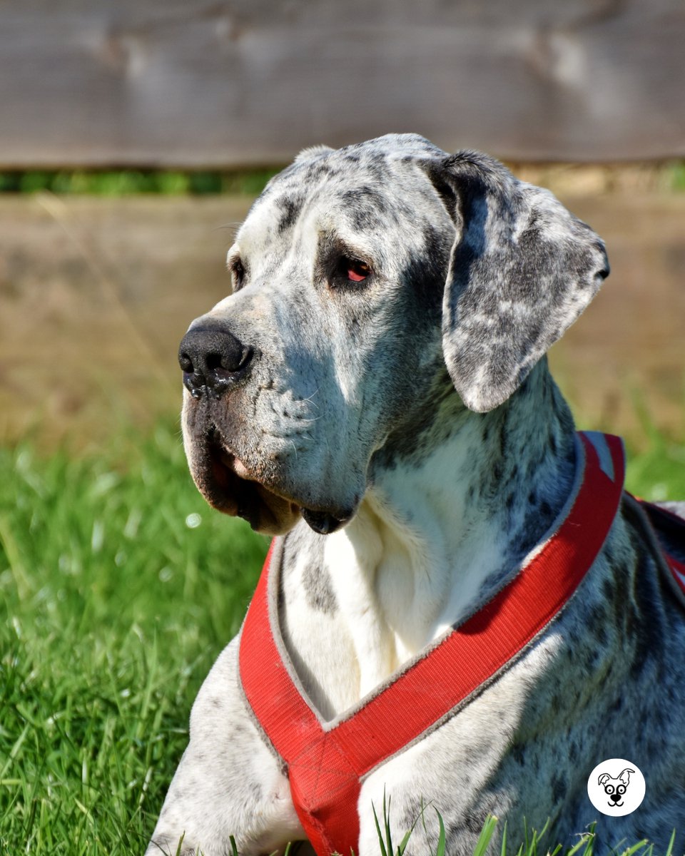 thesopawsome's tweet photo. Always ready to offer a gentle nudge and a comforting presence. 🐾 #ComfortingPresence #GentleNudge #GreatDaneLove #DaneLife #DaneNation https://t.co/gVU5ewYLmn