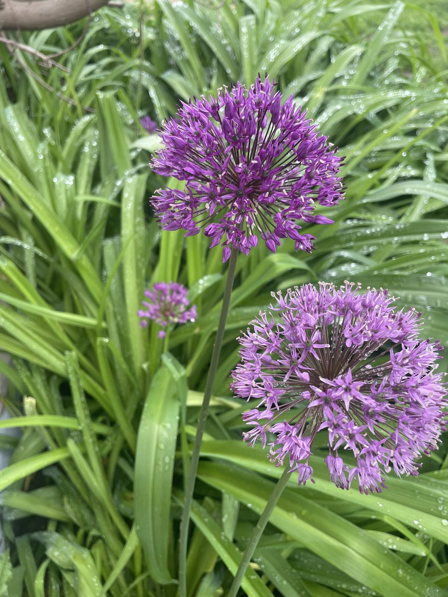 a2bestates's tweet photo. @GWmag 💜 https://t.co/jEDutDCmH3