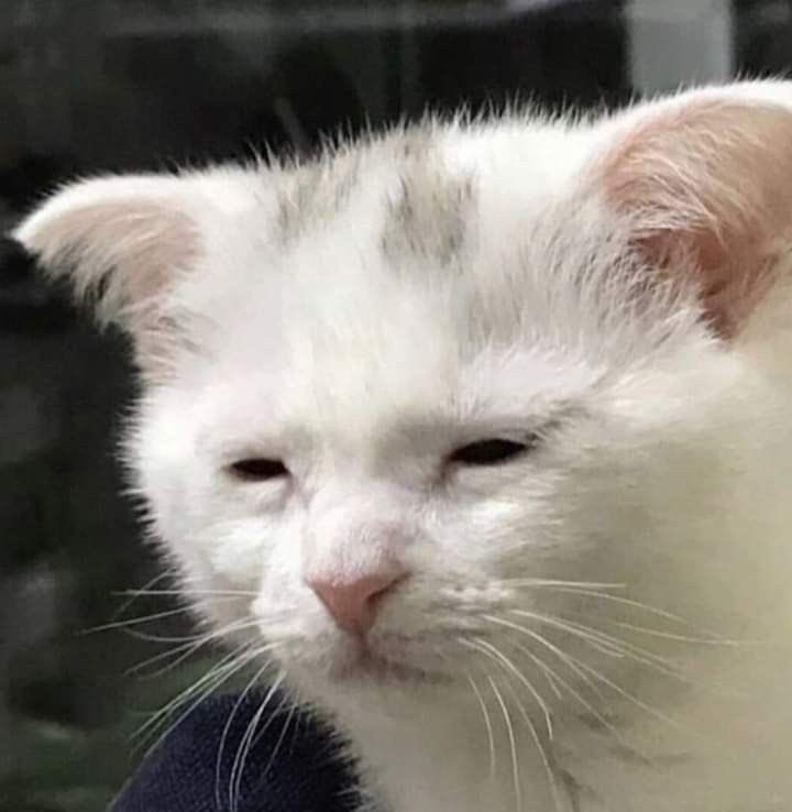 Los votantes de Cathy: