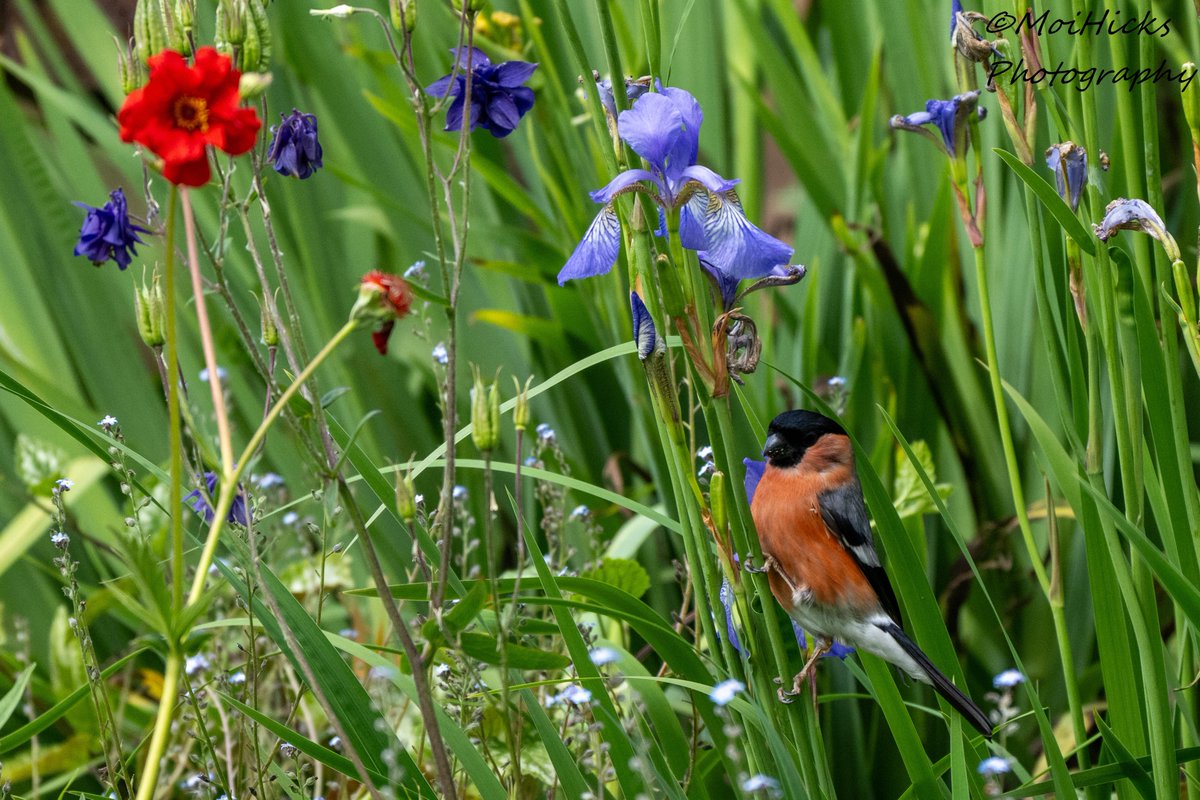Sofa Birding (@sofabirdermoi) on Twitter photo So pleased that the Bullfinch have decided to hang around a bit longer this year in my E.Sussex garden. <a href="/BBCSpringwatch/">BBC Springwatch</a> <a href="/WildlifeMag/">BBC Wildlife</a> <a href="/RSPBbirders/">RSPB Birders</a> <a href="/SussexBirding/">Sussex Birding</a> <a href="/SussexOrnitholo/">Sussex Ornithology</a> <a href="/SussexWildlife/">Sussex Wildlife Trust 🦔</a> So pleased that the Bullfinch have decided to hang around a bit longer this year in my E.Sussex garden. <a href="/BBCSpringwatch/">BBC Springwatch</a> <a href="/WildlifeMag/">BBC Wildlife</a> <a href="/RSPBbirders/">RSPB Birders</a> <a href="/SussexBirding/">Sussex Birding</a> <a href="/SussexOrnitholo/">Sussex Ornithology</a> <a href="/SussexWildlife/">Sussex Wildlife Trust 🦔</a>