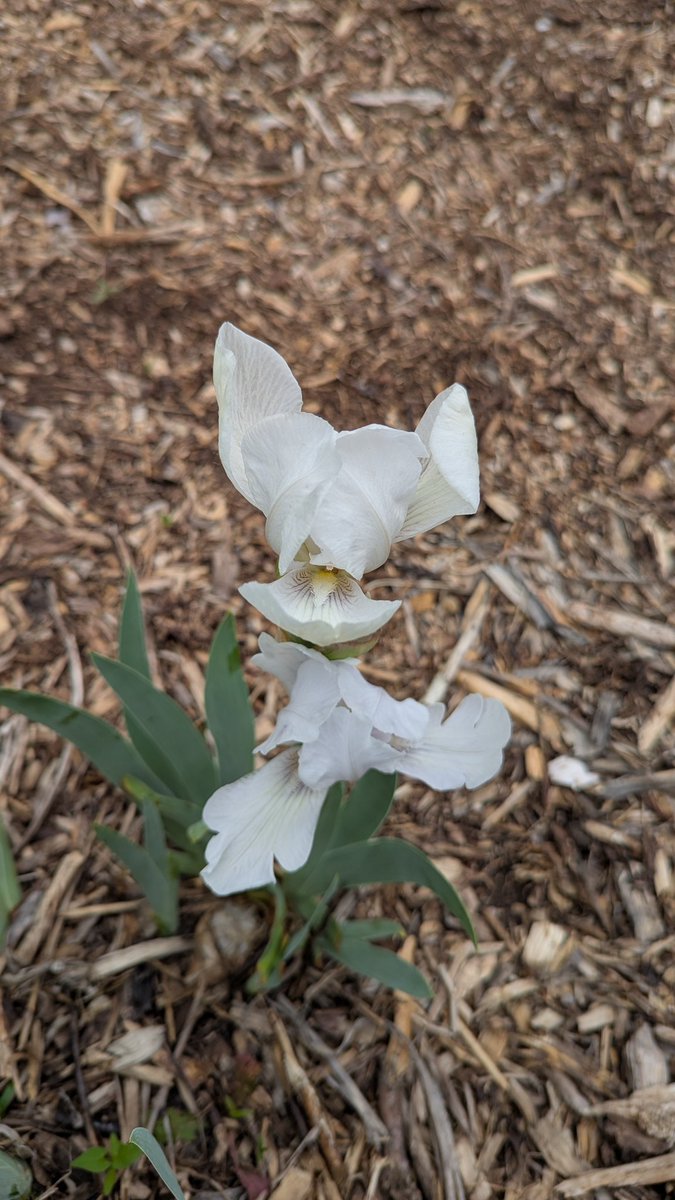 philhumann's tweet photo. Always a joy when the irises bloom. https://t.co/pZAbsgCFb0