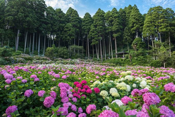 LEGRANDBLEU3's tweet photo. 服部農園あじさい屋敷（茂原市）
6/1から7月上旬まで💐

朝の早い時間がやはり美しい。
また平日に行こうと思っています。

おはようございます〜♬
今日はお休み。
皆さま、良い週末をお過ごしください。 https://t.co/LFXLtXnf6I