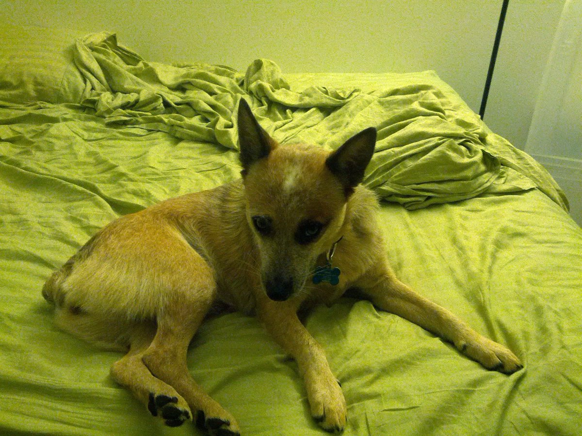 Daniel K tweet media