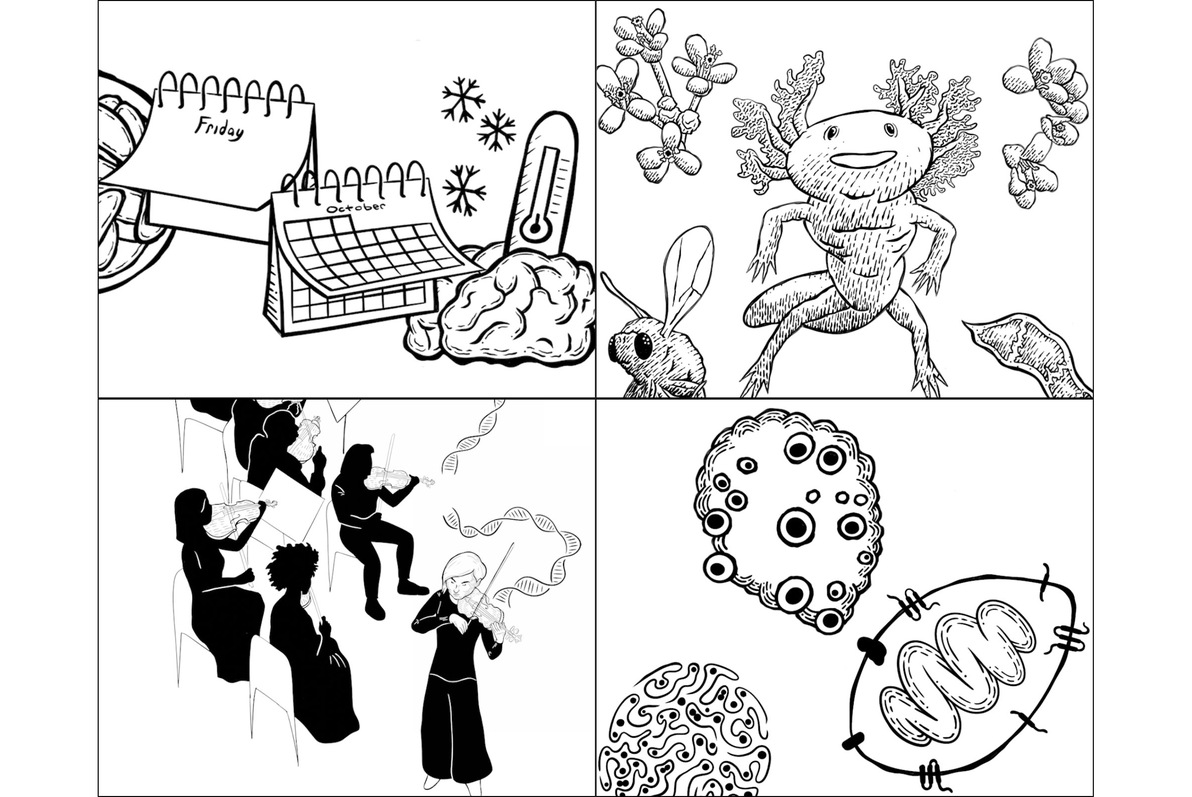 From investigating genome-wide associations in health and disease to probing individual molecular mechanisms, Whitehead Institute researchers span the continuum of scales across size, time, and process to reshape our understanding of biology: wi.mit.edu/series/underst…