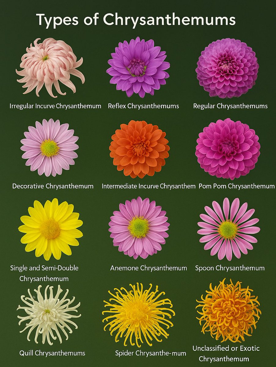 Hey flower lovers! 🙂

Which is your favourite type of chrysanthemums? 

I’m hypnotised by pom pom chrysanthemum. 🌸🌼