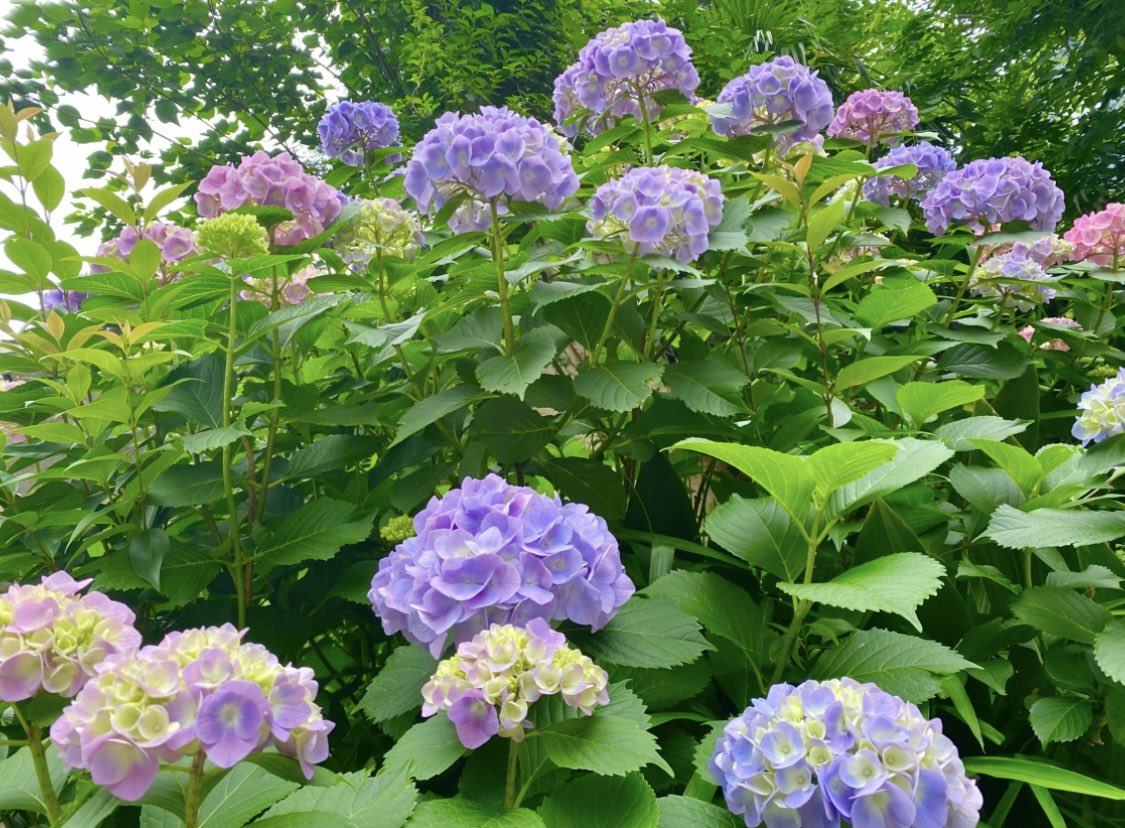 雨ザーザー降りでも紫陽花達は嬉しそう
大好きな5月が過ぎてゆく🍃

今週のボディワーク施術は品川、大森、今日の横浜でラストスパートです
皆さん心あたたかな1日を✨