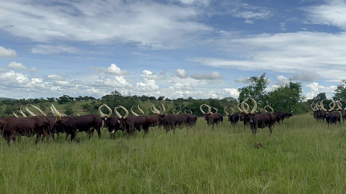 My perfect dream summarized in two photos 
#Ayrshire
#Ankore
#RaisedByCows