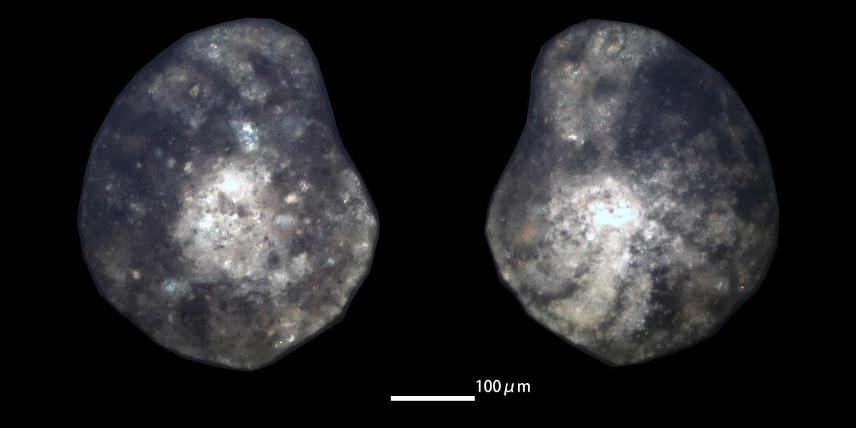 Pseudadercotryma sp.
shore, Natsui, Shibushi-cho, Shibushi City, Kagoshima Prefecture, Kyushu, Southwest Japan
#ForamFriday #foraminifera #有孔虫 #底生有孔虫