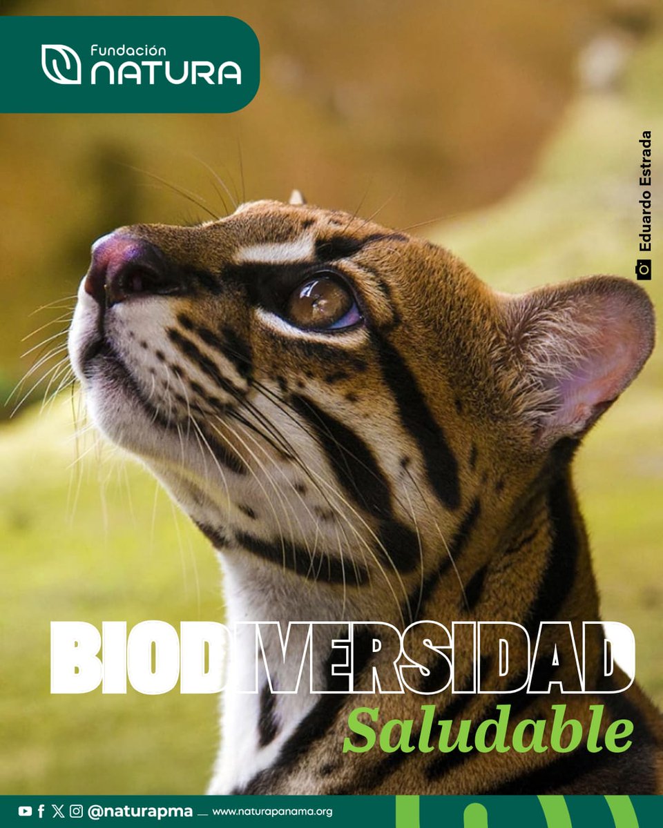 Con la mirada al cielo, este majestuoso felino panameño nos recuerda que somos parte de una gran red de vida. 
Proteger la #Biodiversidad no es solo cuidar a las especies, es preservar los ecosistemas que sostienen nuestra existencia y garantizar la seguridad alimentaria.