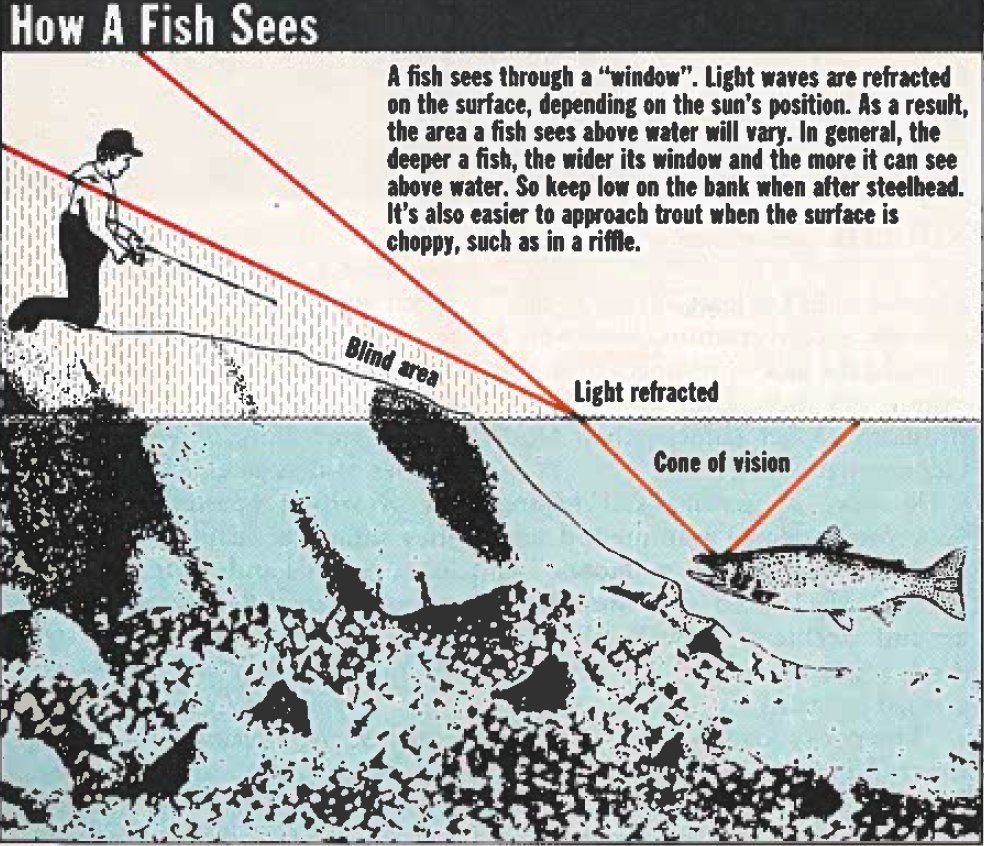How fish see, from the April 1987 issue of OOD.
