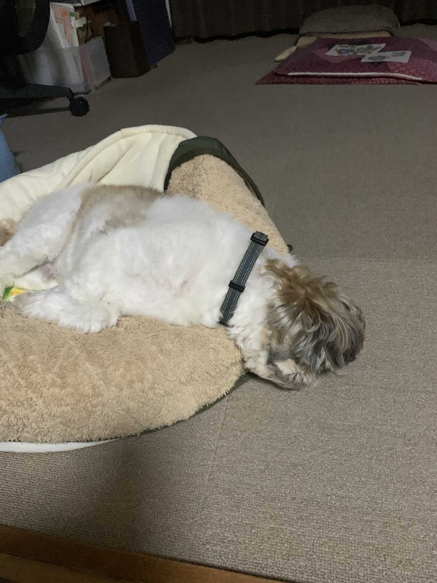 こぼれ落ちるマイロくん🐶💤
#犬のいる暮らし
#シーズー