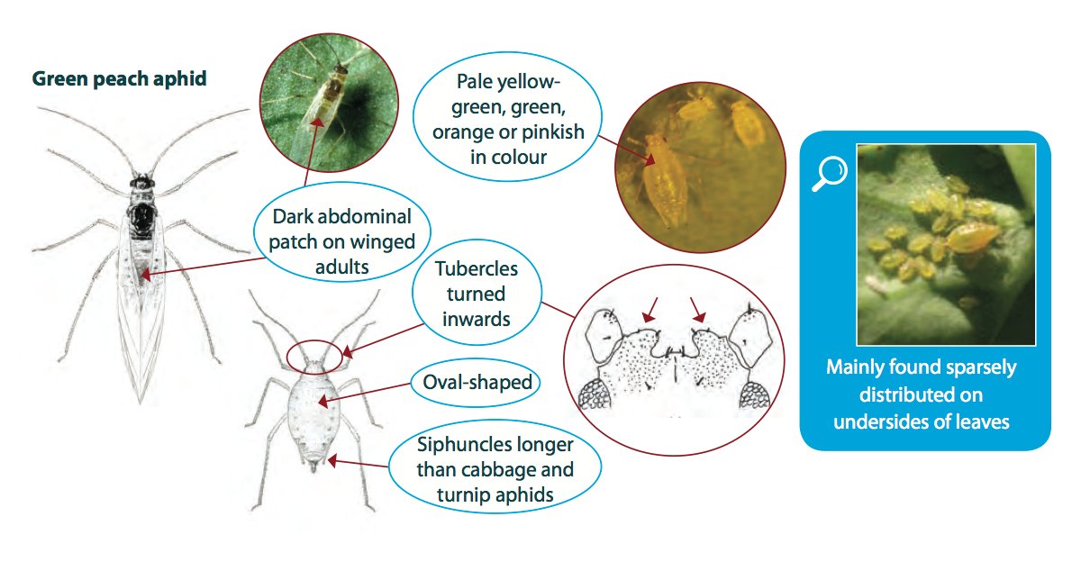 Green Peach Aphid is a key vector for plant viruses, which can significantly impact crop yields. Early detection and management are crucial to reduce risks.
Find out more about GPA in our recent issue. #PestFactsSA 
bit.ly/43y7JuT