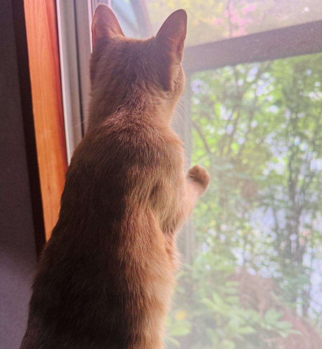 playloud_sinpei's tweet photo. おはようございます(*´꒳`*)🇨🇦

朝の小鳥🦜に夢中なきなこさんです
(*´ω｀*)

今日も鬱陶しい雨模様ですね
一日頑張っていきましょう〜

お気に入りのデラプスで行って来ます〜🚗💨

#deraps 
Viva Rock N' Roll
https://t.co/vu3VaNWZWe @YouTube https://t.co/Y5M5ffKcye