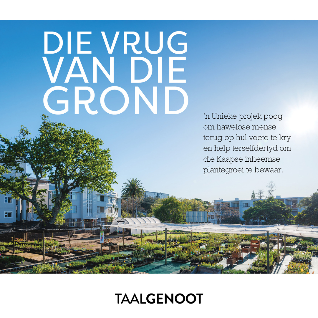 ’n Unieke projek poog om hawelose mense terug op hul voete te kry en help terselfdertyd om die Kaapse inheemse plantegroei te bewaar.
Lees die nuutste Taalgenoot gratis: indd.adobe.com/view/54facf7d-… 
#Afrikaans #media #Taalgenoot #plante
Vorige uitgawes: atkv.org.za/taalgenoot/