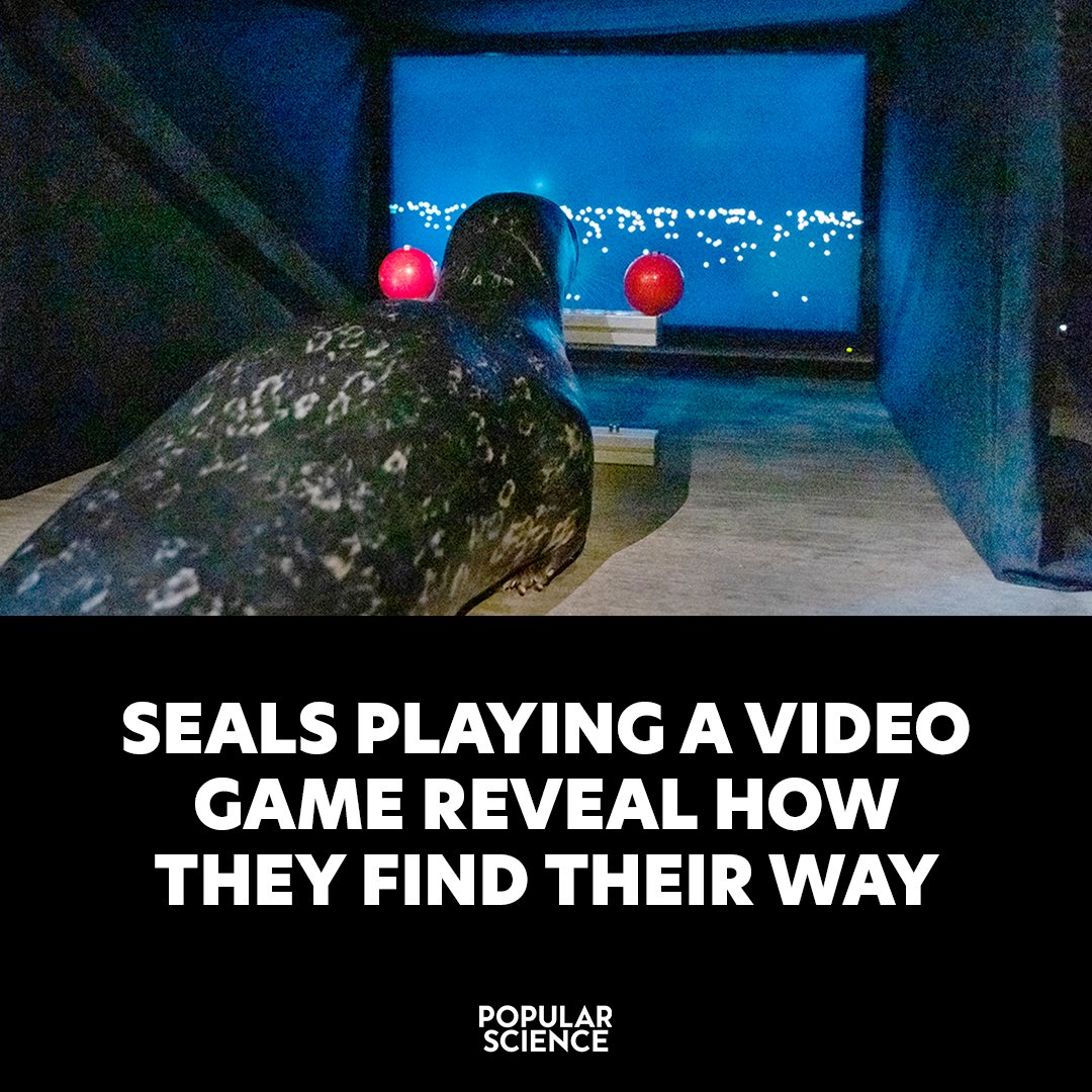 PopSci's tweet image. By parking harbor seals in front of, essentially, an arcade, researchers got a better sense of how they navigate such cloudy waters. trib.al/bWwattz