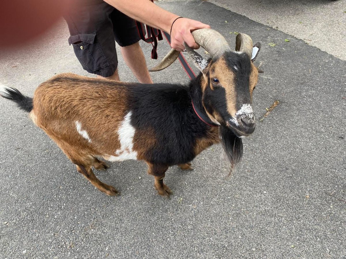 We have an update of our new friend William! 

We are happy to report that he is safe and sound at a local farm.  He has received some medical treatment for his teeth and and an injured hoof. 

He is having a blast with all the other William’s and Billy’s on the farm!
