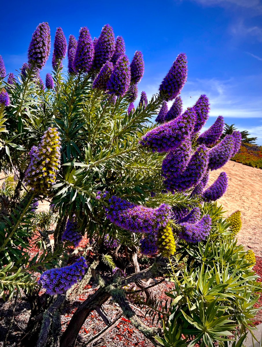 California Floral