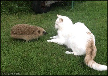 Me trying to get a date be like